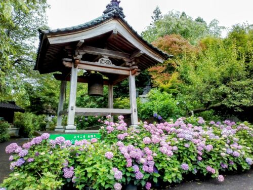 平等寺の紫陽花と鐘