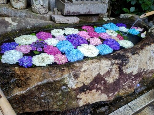 水に浮かぶ色とりどりの紫陽花