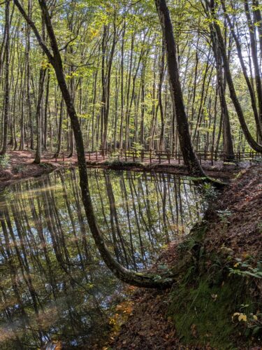 美人林にある鏡のような池